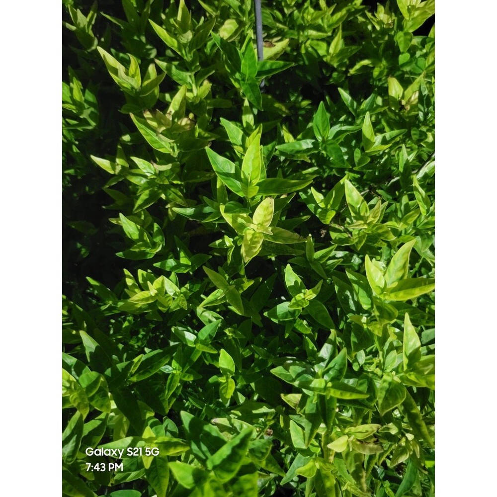 Large Lot Of Live Plants  Ten Tilo Cuttings, ten Cuban Oregano Cutting